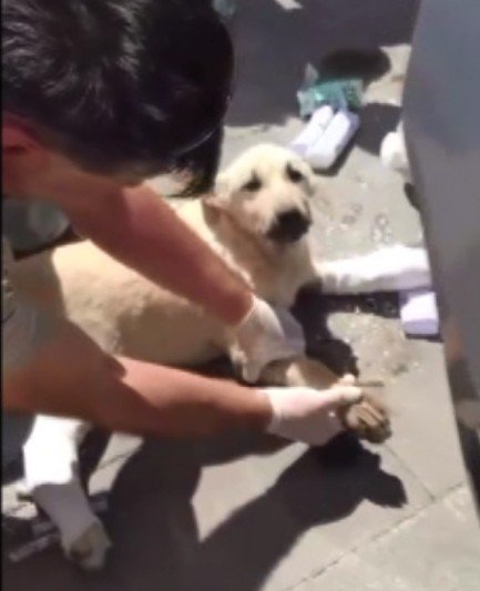 Artvin’de Yaralı Köpek Devlet Hastanesi’nde Tedavi Edildi
