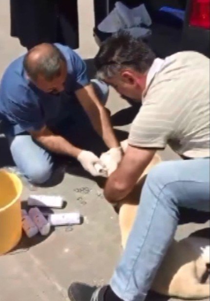 Artvin’de Yaralı Köpek Devlet Hastanesi’nde Tedavi Edildi