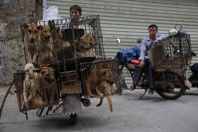Köpek Katliamına Geçici Yasak