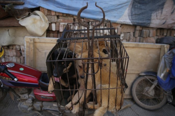 Köpek Katliamına Geçici Yasak