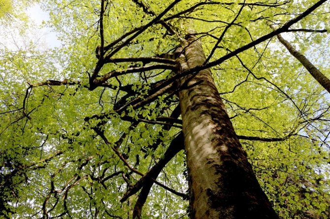 Kuzalan Tabiat Parkı 500 Yıllık Ağaçları İle Dikkat Çekiyor