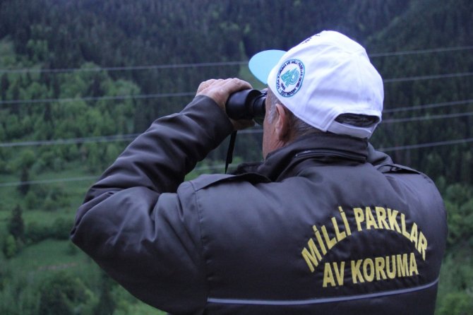 Artvin’de Ayıların Envanteri Çıkartıldı