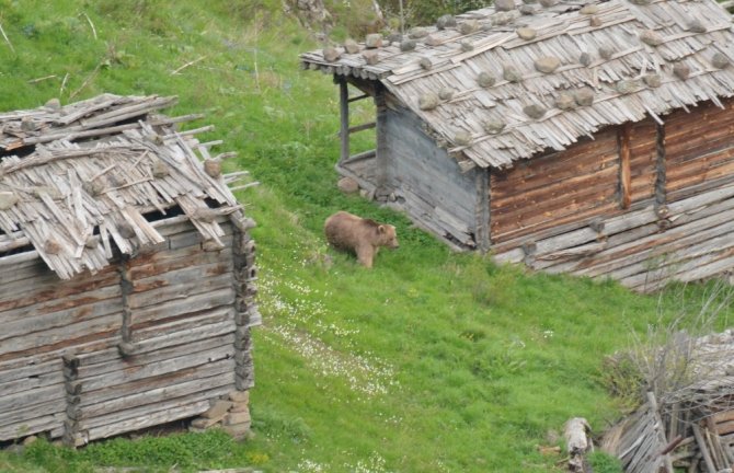 Artvin’de Ayıların Envanteri Çıkartıldı