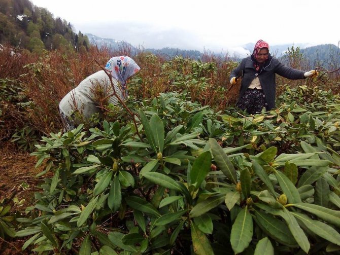 Trabzon’da Maviyemiş Bakım Çalışmalarına Başlandı