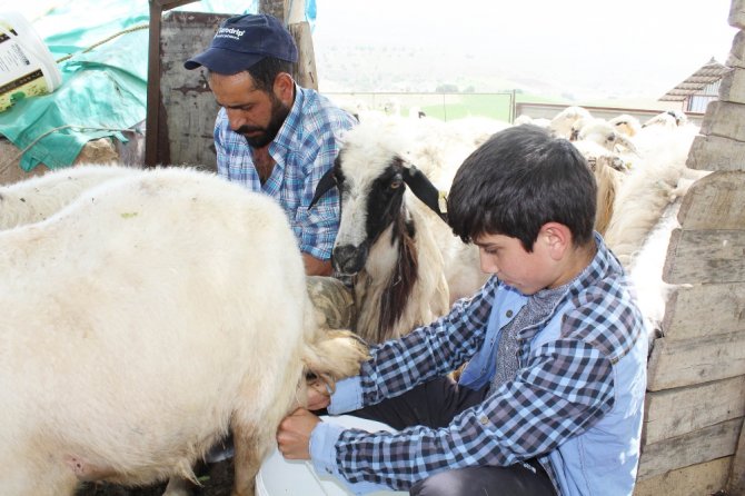 Hayvan Otlatırken Test Çözdü, 2. Oldu