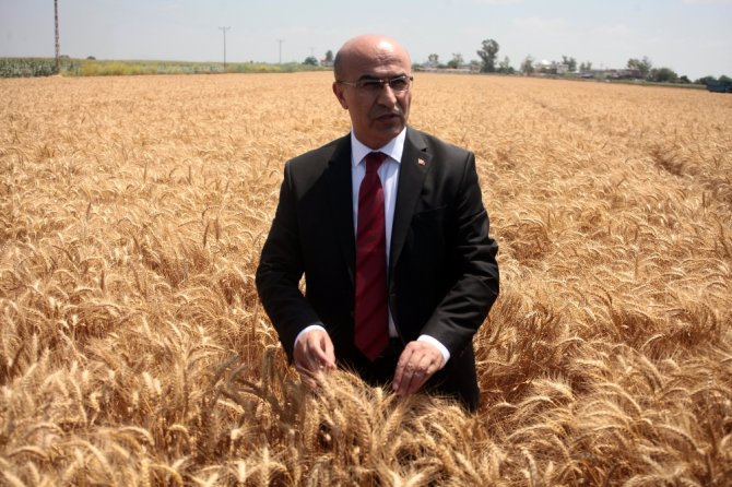 Adana’da Buğday Rekoltesi Coştu