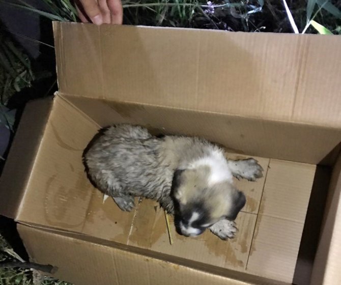 Çaya Düşen Yavru Köpeği İtfaiye Kurtardı