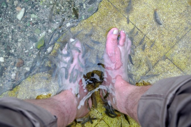 Doktor Balıkların Sırrı Halen Çözülemedi