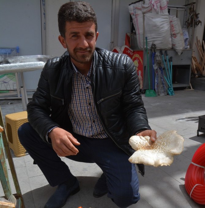 Bu Mantarın Fiyatı Etten Pahalı