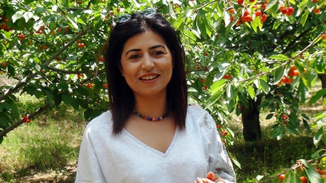 İhracatlık Kiraz Hasadı Başladı