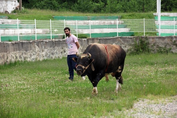 Boğalar Şampiyonlar Ligi İçin Kampa Girdi
