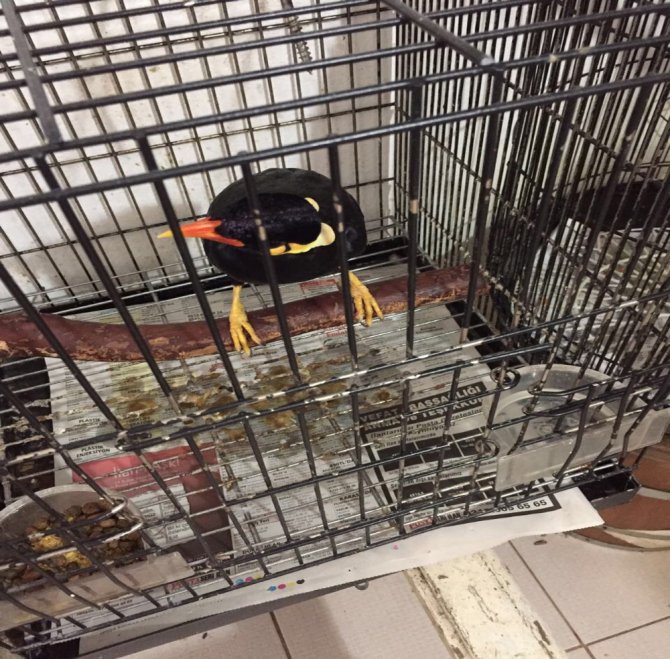 İstanbul’da "Konuşan Karga" Ele Geçirildi