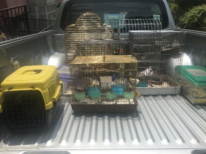 İstanbul’da "Konuşan Karga" Ele Geçirildi