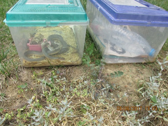 İstanbul’da "Konuşan Karga" Ele Geçirildi