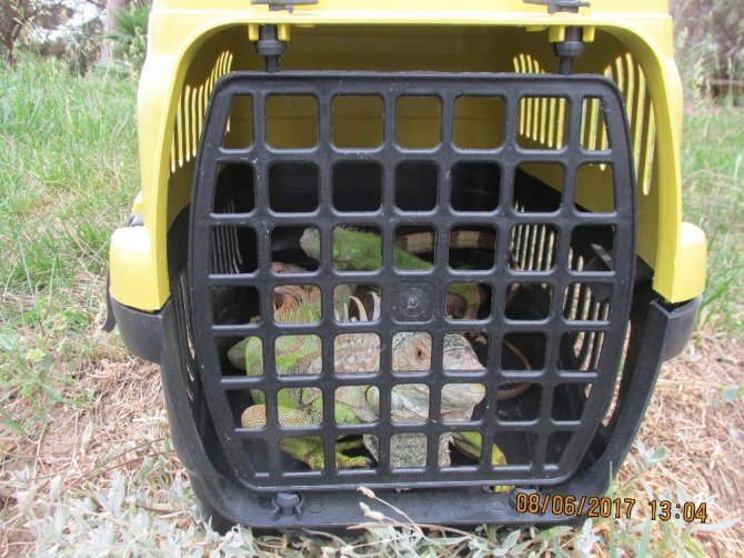 İstanbul’da "Konuşan Karga" Ele Geçirildi