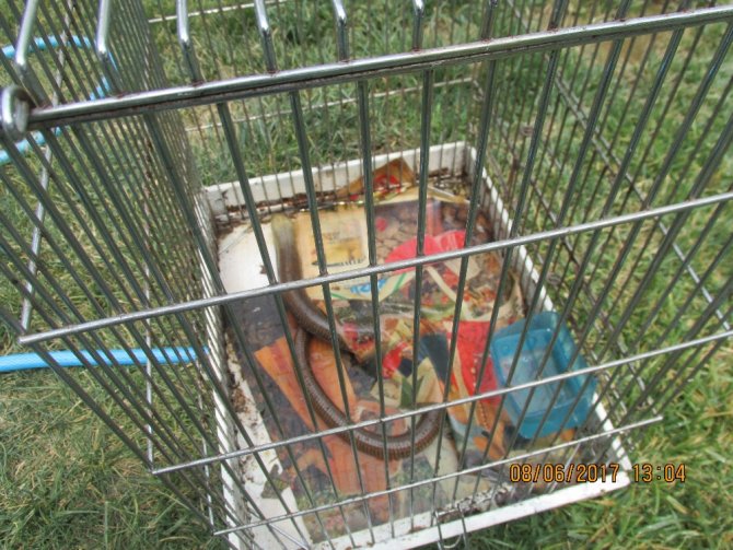 İstanbul’da "Konuşan Karga" Ele Geçirildi