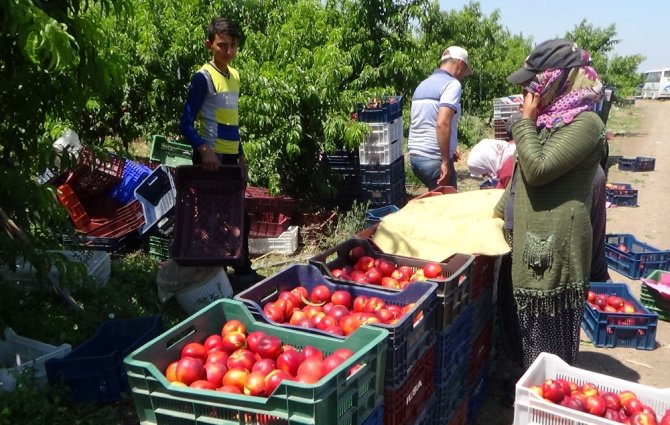 Pamuk Ve Buğday, Yerini Meyveye Bırakıyor