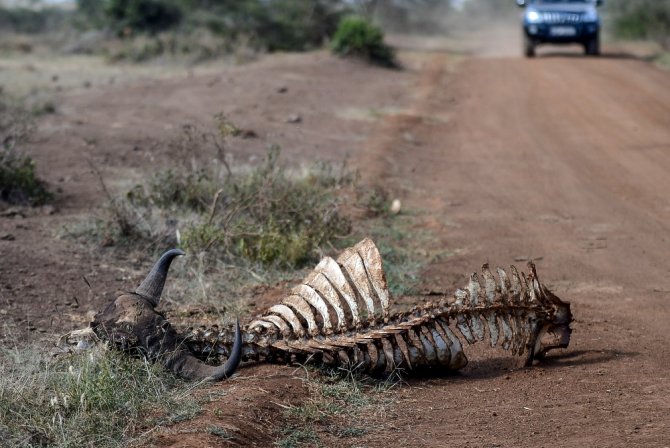 Afrika’da Vahşi Yaşam
