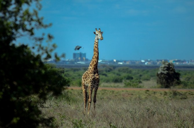 Afrika’da Vahşi Yaşam