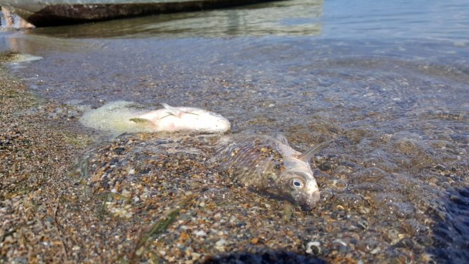 İznik Gölünde Şok Balık Ölümleri