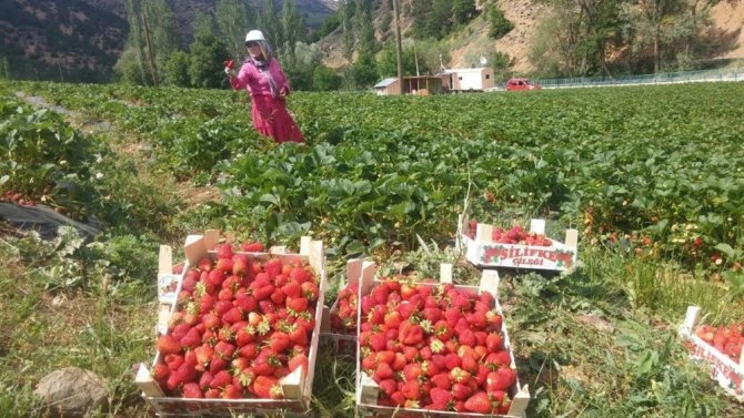 Gümüşhane’de Çilek Hasadı Başladı