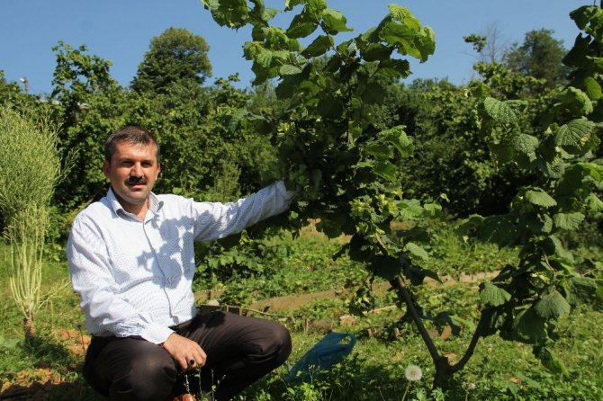 Fındık Bahçeleri Tek Ağaçlı Oluyor
