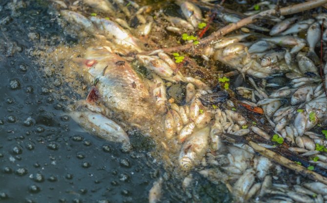 Bursa’da Korkutan Balık Ölümleri
