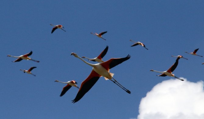 Flamingoların Yeni Adresi Tuz Gölü