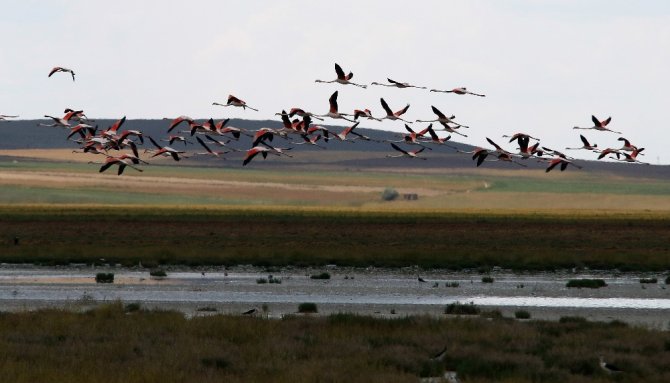 Flamingoların Yeni Adresi Tuz Gölü
