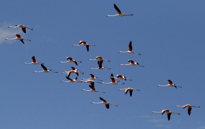 Flamingoların Yeni Adresi Tuz Gölü