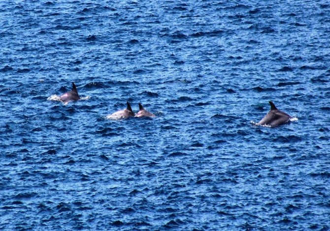 Çanakkale Boğazı’nda Yunus Şovu