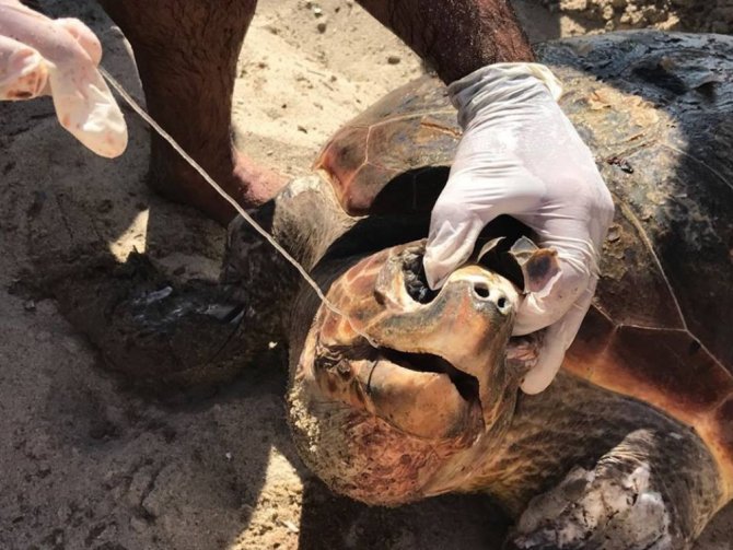 Kuşadası’nda Caretta Caretta Seferberliği