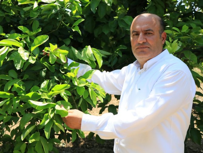 Sıcak Hava Narenciyeyi Dalından Kopardı