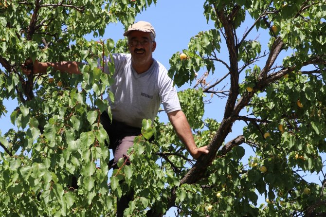 Kayısıda Hasat Başladı