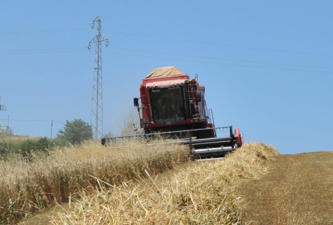 Buğday Hasadı Başladı