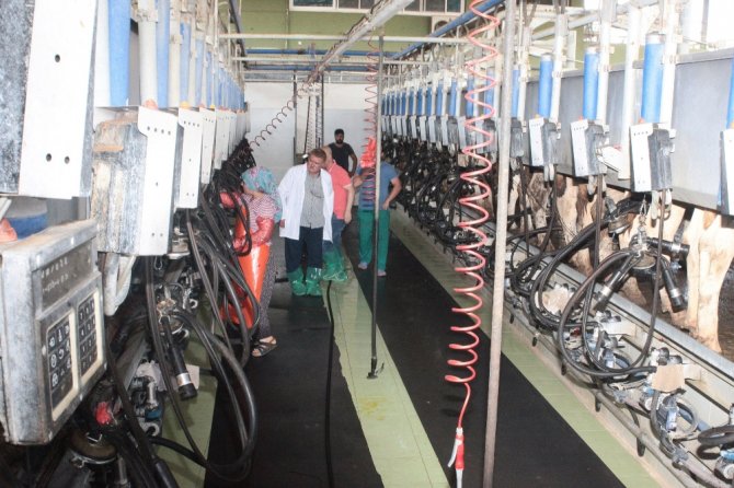 Soğuk Zinciri Bozulmuş Süte Dikkat