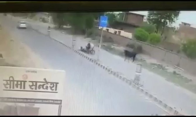 Motosikletli Boğanın Boynuz Darbesiyle Yere Çakıldı