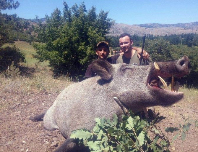 350 Kilo Ağırlığında Domuz Avladılar