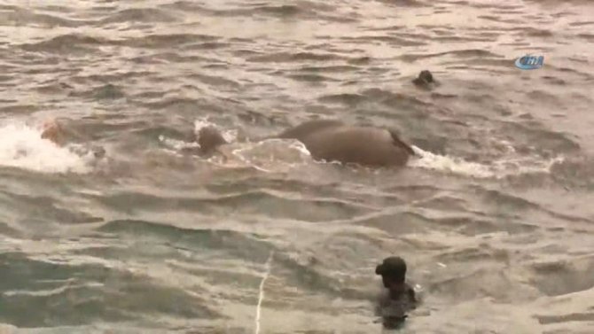 Sri Lanka’da Filler Denizde Kurtarıldı