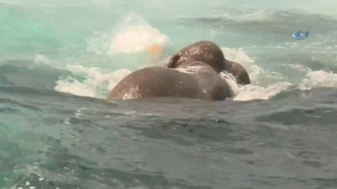 Sri Lanka’da Filler Denizde Kurtarıldı