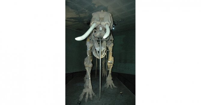 Kahramanmaraş’ın Fil Müzesi