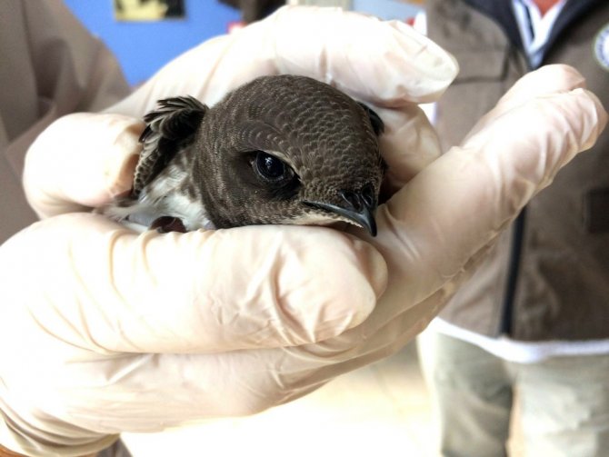 Yaralı Ebabil Kuşu Tedavisinin Ardından Doğaya Salındı