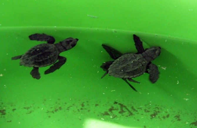 Bakan Özhaseki Yavru Caretta Carettaları Denizle Buluşturdu