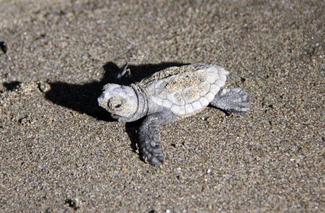 Bakan Özhaseki Yavru Caretta Carettaları Denizle Buluşturdu