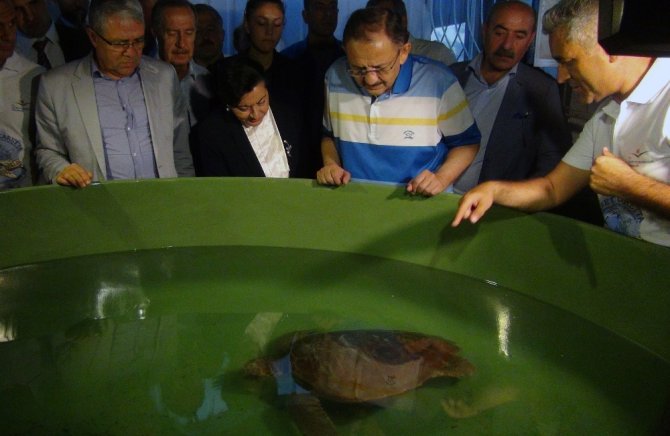 Bakan Özhaseki Yavru Caretta Carettaları Denizle Buluşturdu
