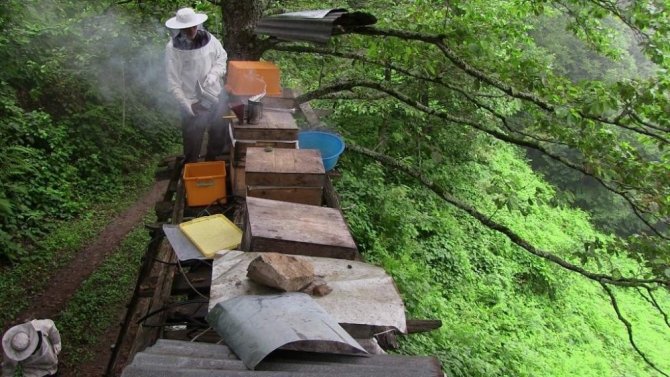Artvin’de Bal Ormanlarında Bal Hasadı Başladı