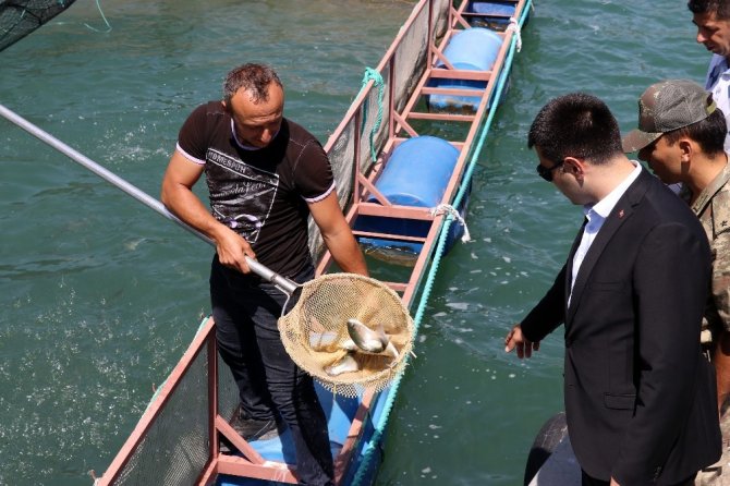 Torul Barajı’nda Alabalık Üretimi