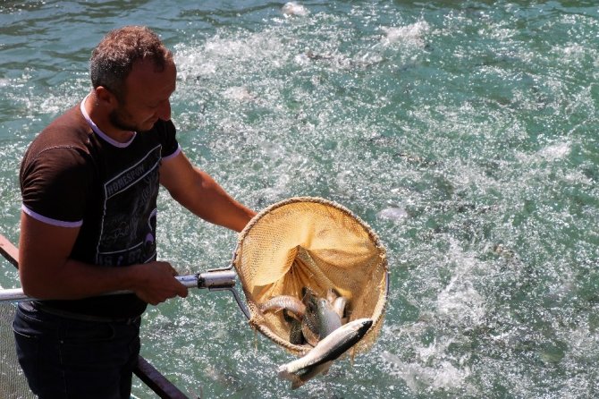 Torul Barajı’nda Alabalık Üretimi