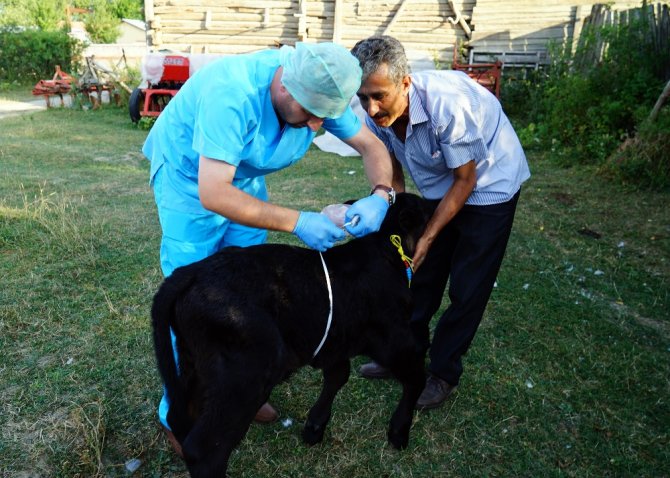 109 Kilo Doğan Buzağı Şaşırttı