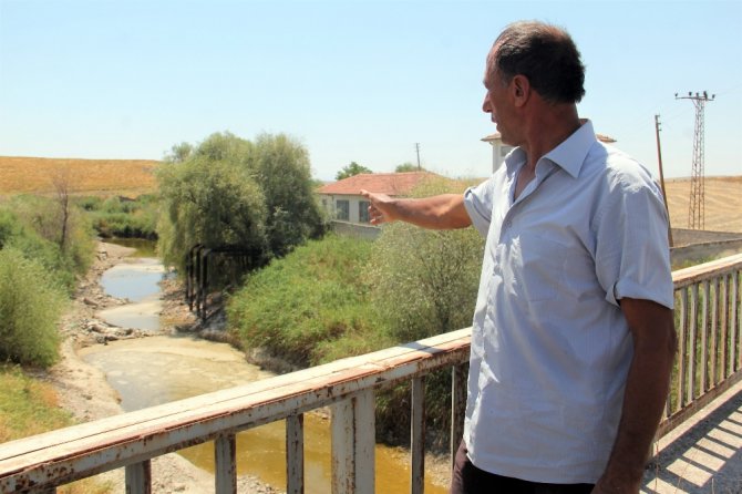 Sakarya Nehri Kurudu Hayvanlar Telef Oldu